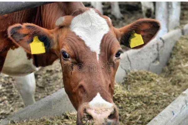 小母牛长骨骼喂哪种饲料，粗饲料、混合精料、多汁饲料均可饲喂