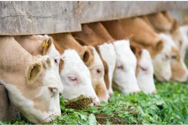 小母牛长骨骼喂哪种饲料，粗饲料、混合精料、多汁饲料均可饲喂