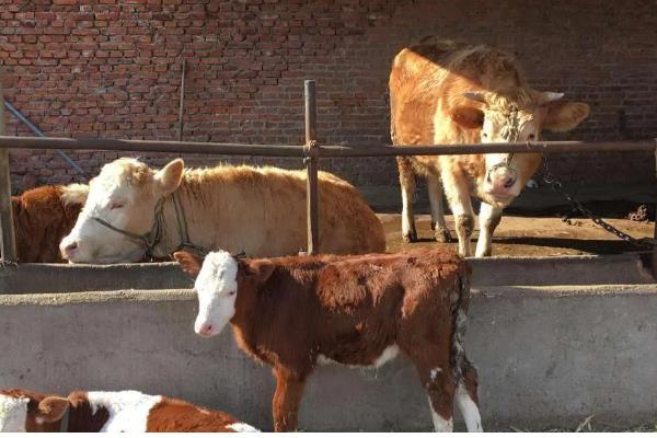 小母牛长骨骼喂哪种饲料，粗饲料、混合精料、多汁饲料均可饲喂