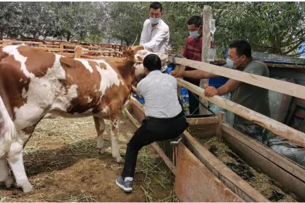 小母牛长骨骼喂哪种饲料，粗饲料、混合精料、多汁饲料均可饲喂