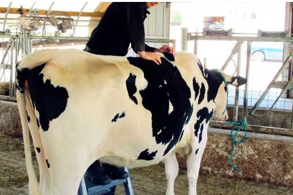 小母牛长骨骼喂哪种饲料，粗饲料、混合精料、多汁饲料均可饲喂