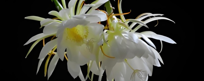 昙花出现花苞如何养殖，修剪主枝可促进花蕾发育