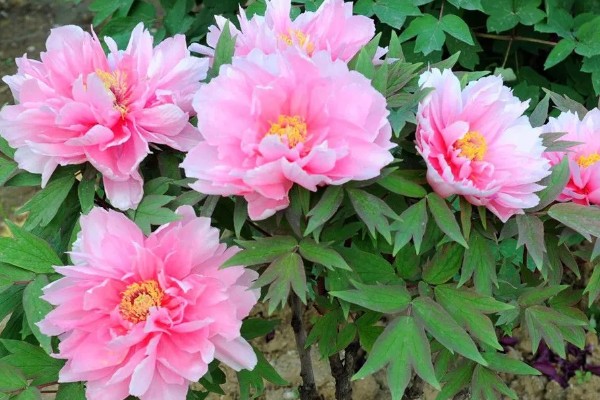 洛阳牡丹的花展时间，主要集中在4月上旬到5月中旬