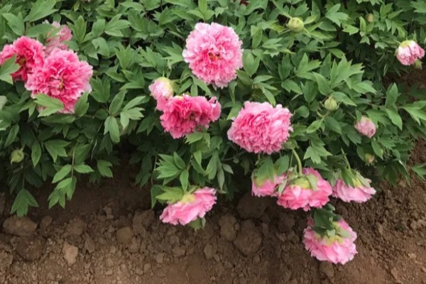 洛阳牡丹的花展时间，主要集中在4月上旬到5月中旬
