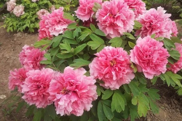 洛阳牡丹的花展时间，主要集中在4月上旬到5月中旬