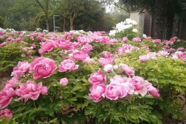 洛阳牡丹的花展时间，主要集中在4月上旬到5月中旬