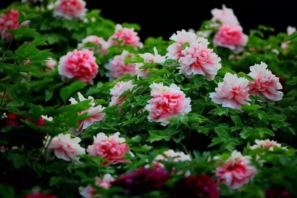 洛阳牡丹的花展时间，主要集中在4月上旬到5月中旬