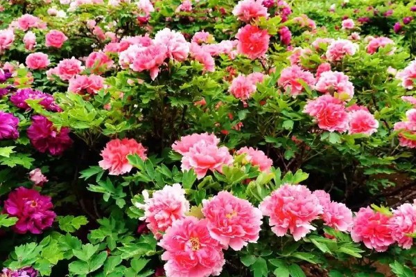 洛阳牡丹的花展时间，主要集中在4月上旬到5月中旬
