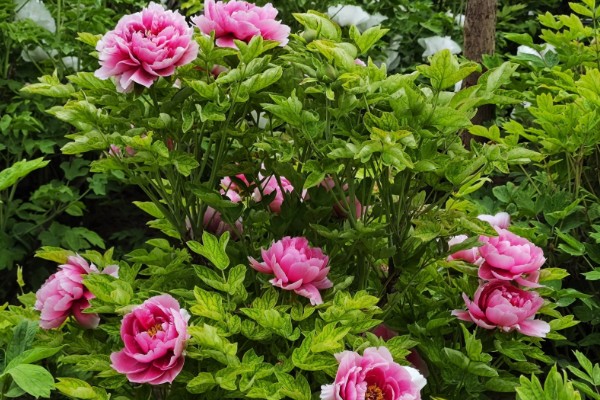 洛阳牡丹的花展时间，主要集中在4月上旬到5月中旬