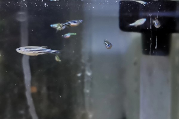 斑马鱼是否容易繁殖，环境舒适就会繁殖