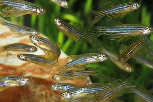 斑马鱼是否容易繁殖，环境舒适就会繁殖