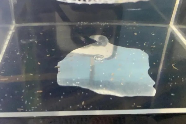 斑马鱼是否容易繁殖，环境舒适就会繁殖