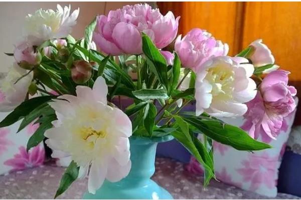 芍药花可以在室内养吗,可以栽种在室内