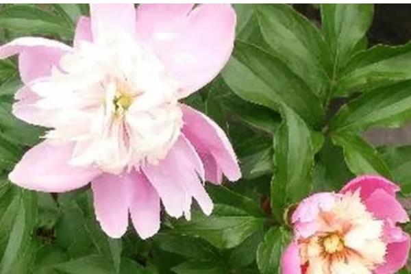 芍药花可以在室内养吗,可以栽种在室内