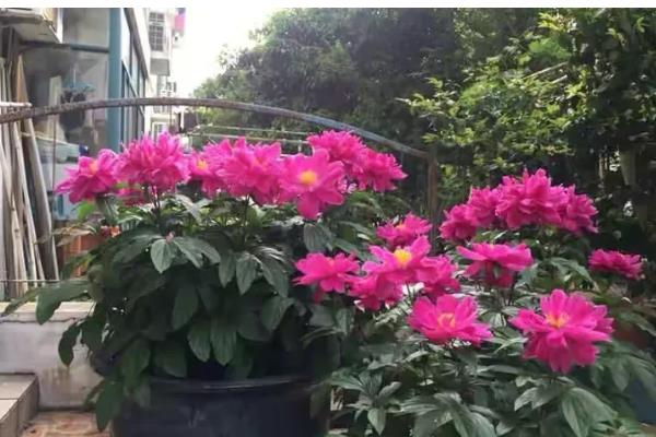 芍药花可以在室内养吗,可以栽种在室内