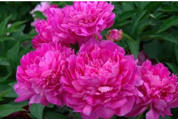 芍药花可以在室内养吗,可以栽种在室内