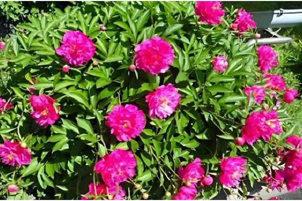 芍药花可以在室内养吗,可以栽种在室内