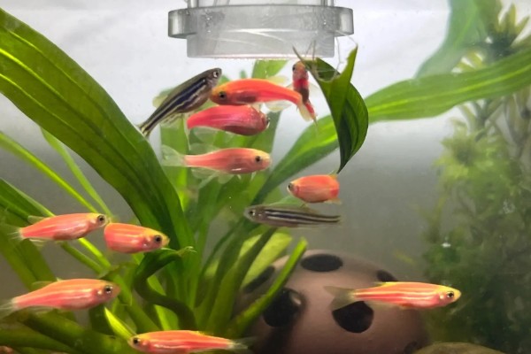 斑马鱼是否容易繁殖，环境舒适就会繁殖