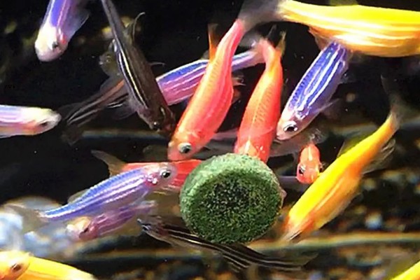 斑马鱼是否容易繁殖，环境舒适就会繁殖