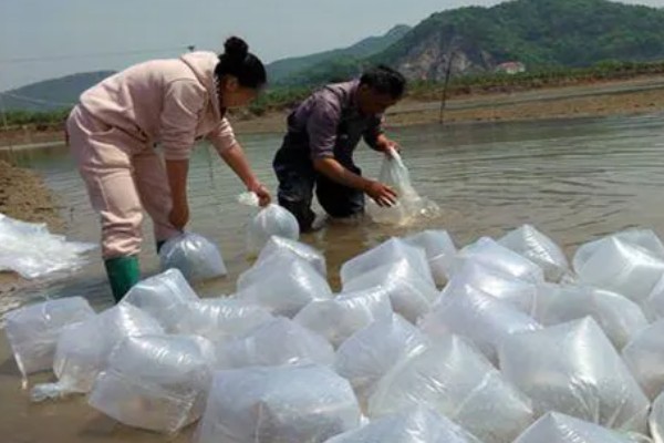 怎么养虾，根据虾苗的规格决定投放数量