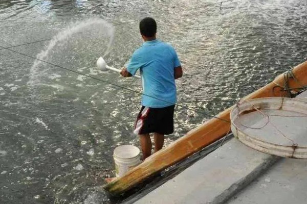 怎么养虾，根据虾苗的规格决定投放数量