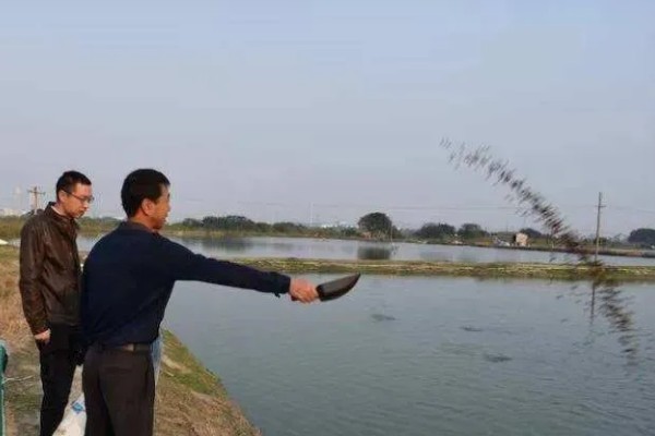 怎么养虾，根据虾苗的规格决定投放数量