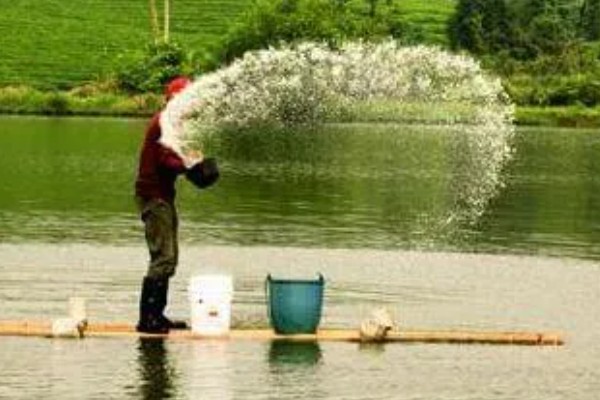 怎么养虾，根据虾苗的规格决定投放数量