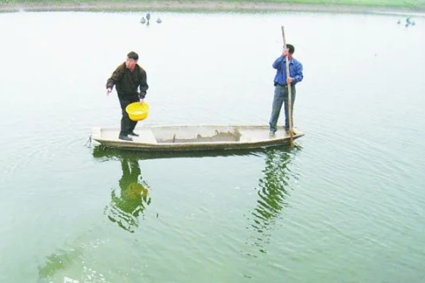 怎么养虾，根据虾苗的规格决定投放数量