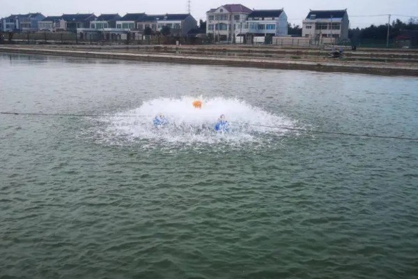 怎么养虾，根据虾苗的规格决定投放数量