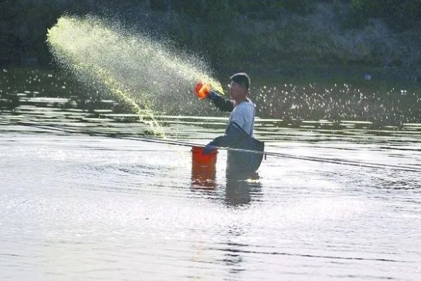 怎么养虾，根据虾苗的规格决定投放数量