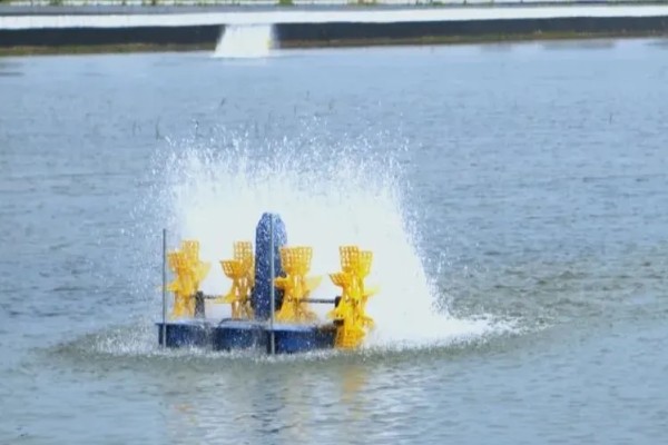 怎么养虾，根据虾苗的规格决定投放数量