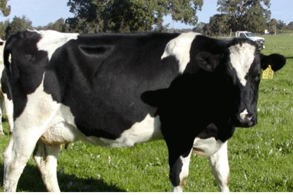 中国黑白花奶牛的产地，有北京、天津、吉林等地