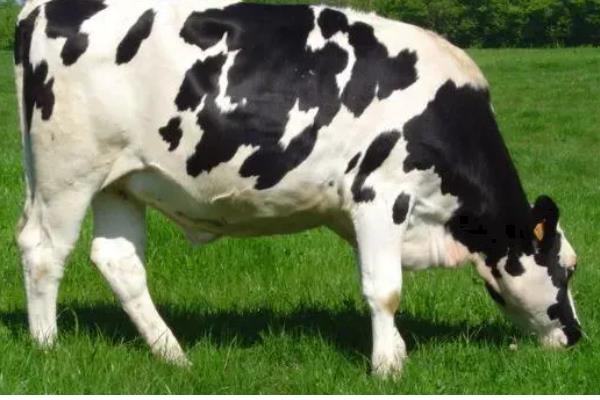 中国黑白花奶牛的产地，有北京、天津、吉林等地
