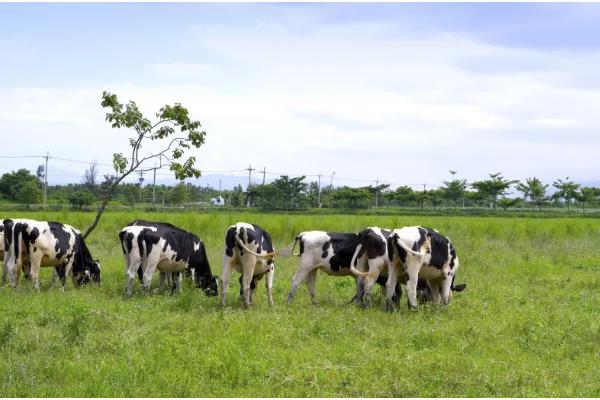 中国黑白花奶牛的产地，有北京、天津、吉林等地