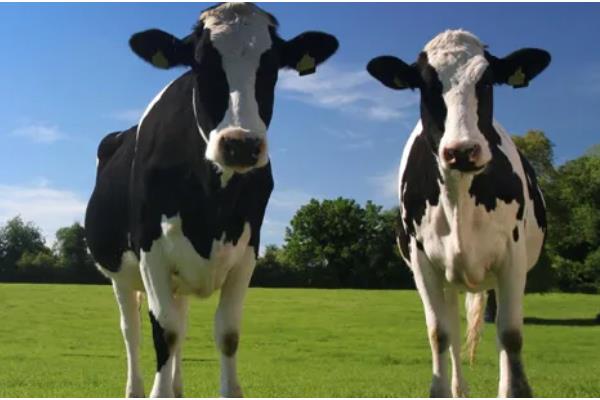 中国黑白花奶牛的产地，有北京、天津、吉林等地