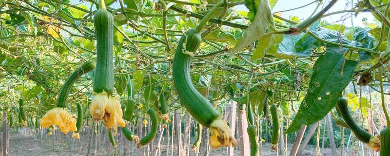 种丝瓜的时间，在6-7月份种植可提高成活率