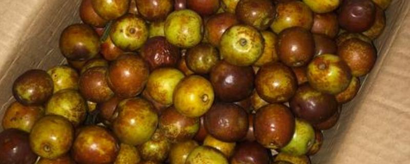 红枣为什么会烂果，可能是果实开裂受损、贮藏不当所致