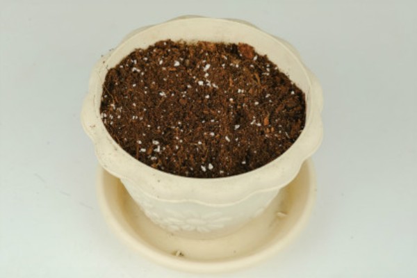 绣球花种子的种植方法，将其摆放在室内通风透气环境中