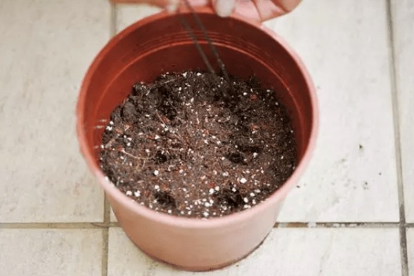 绣球花种子的种植方法，将其摆放在室内通风透气环境中