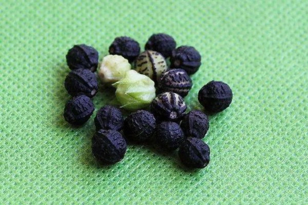 绣球花种子的种植方法，将其摆放在室内通风透气环境中