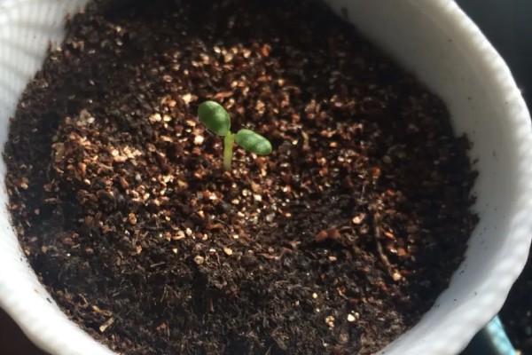 绣球花种子的种植方法，将其摆放在室内通风透气环境中