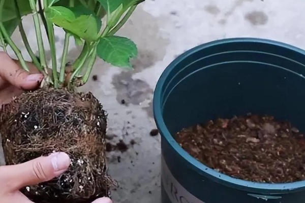 绣球花种子的种植方法，将其摆放在室内通风透气环境中