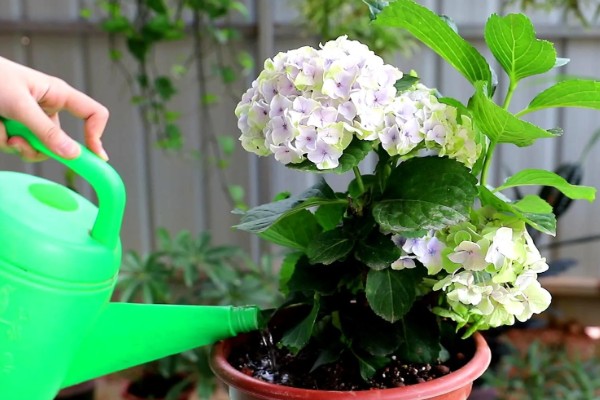 绣球花种子的种植方法，将其摆放在室内通风透气环境中