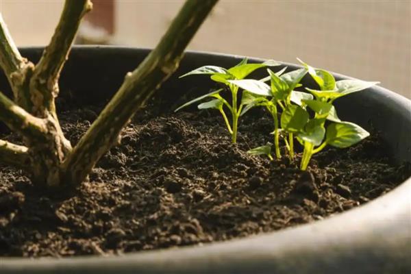 牡丹可以扦插成活吗,在自然环境下扦插难以成活