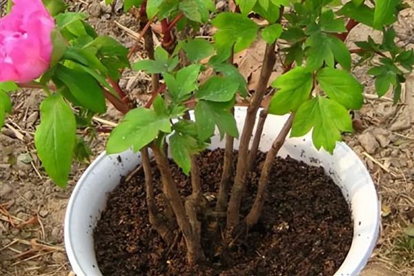牡丹可以扦插成活吗,在自然环境下扦插难以成活