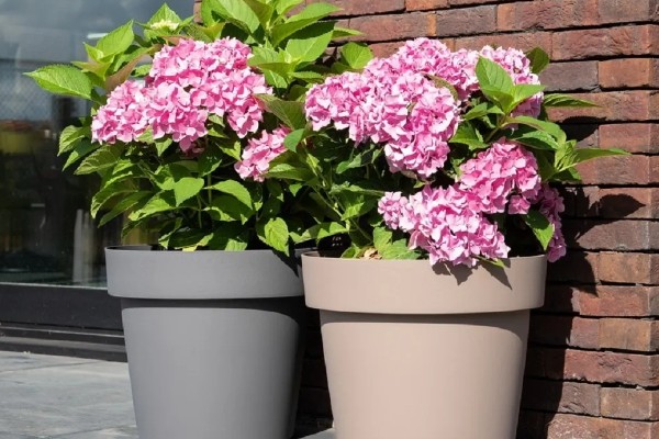 绣球花种子的种植方法，将其摆放在室内通风透气环境中