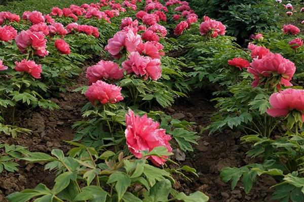 牡丹可以扦插成活吗,在自然环境下扦插难以成活