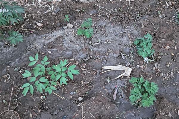 牡丹可以扦插成活吗,在自然环境下扦插难以成活