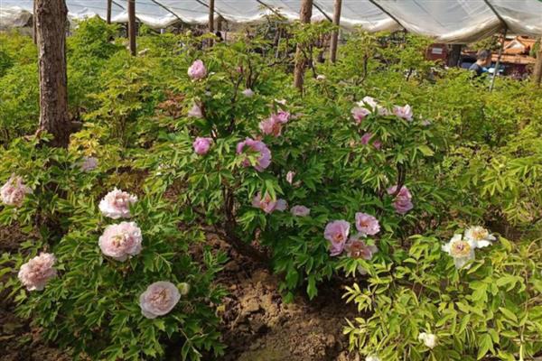 牡丹可以扦插成活吗,在自然环境下扦插难以成活