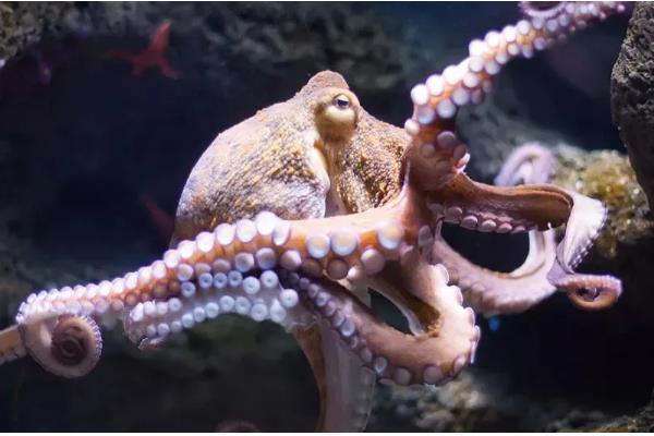 章鱼名字的由来，章和八是一个意思